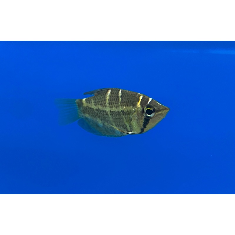 Crossband Chocolate Gourami