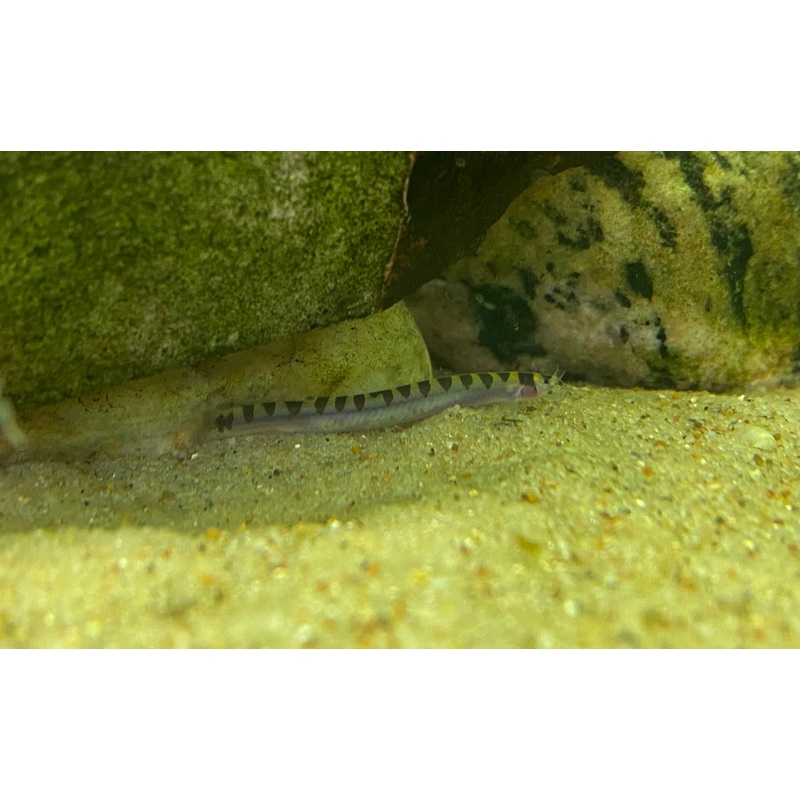 Dwarf Banded Kuhli Loach