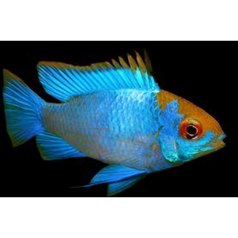 Electric Blue Ram XXL