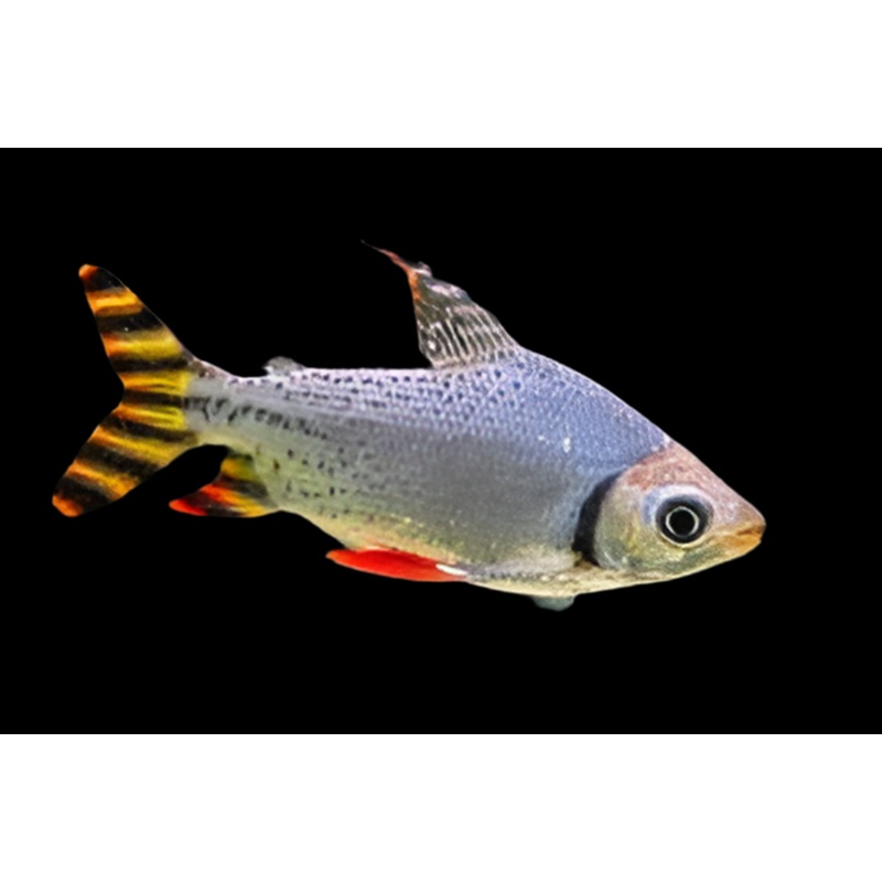Flagtail Prochilodus (Semaprochilodus insignis)