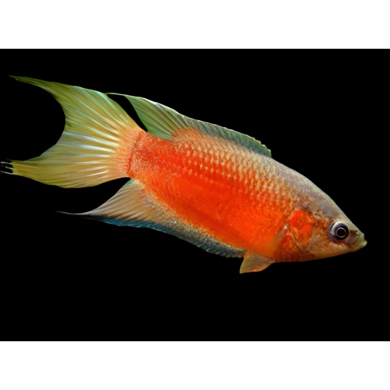 Flame / Red Paradise Gourami
