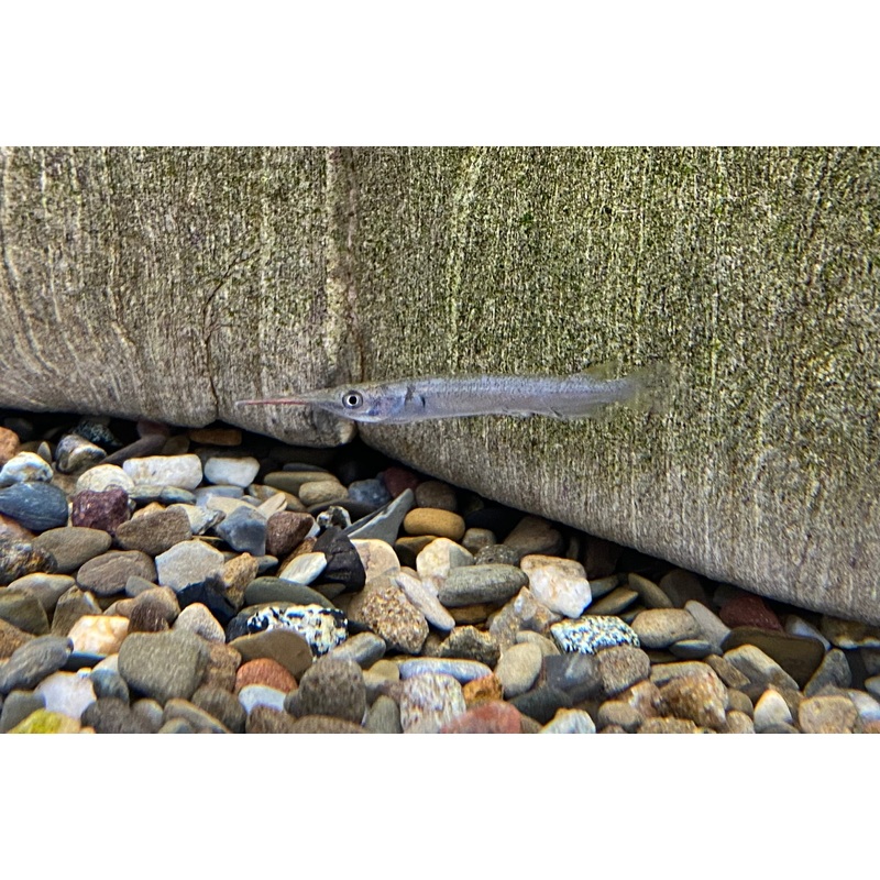 Forest Halfbeak