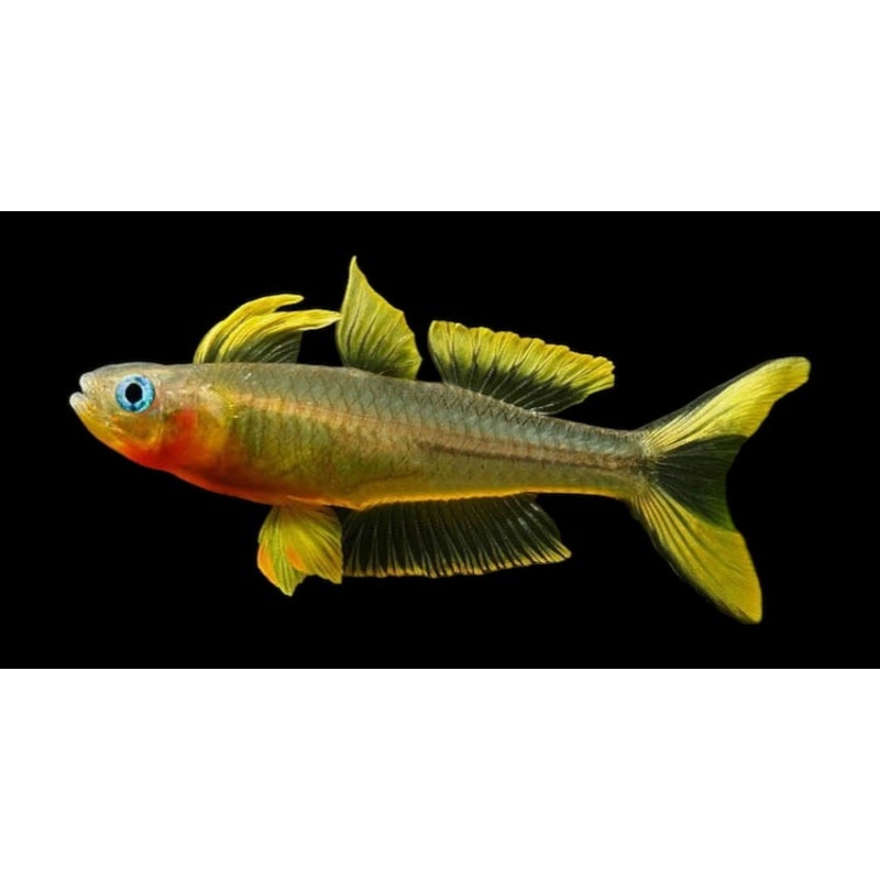 Forktail Blue Eye