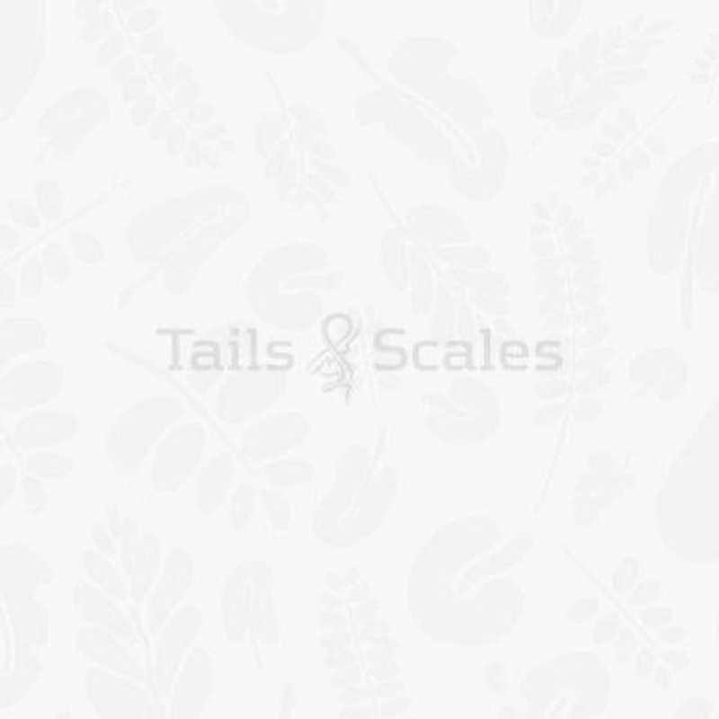 Freshwater River Sole
