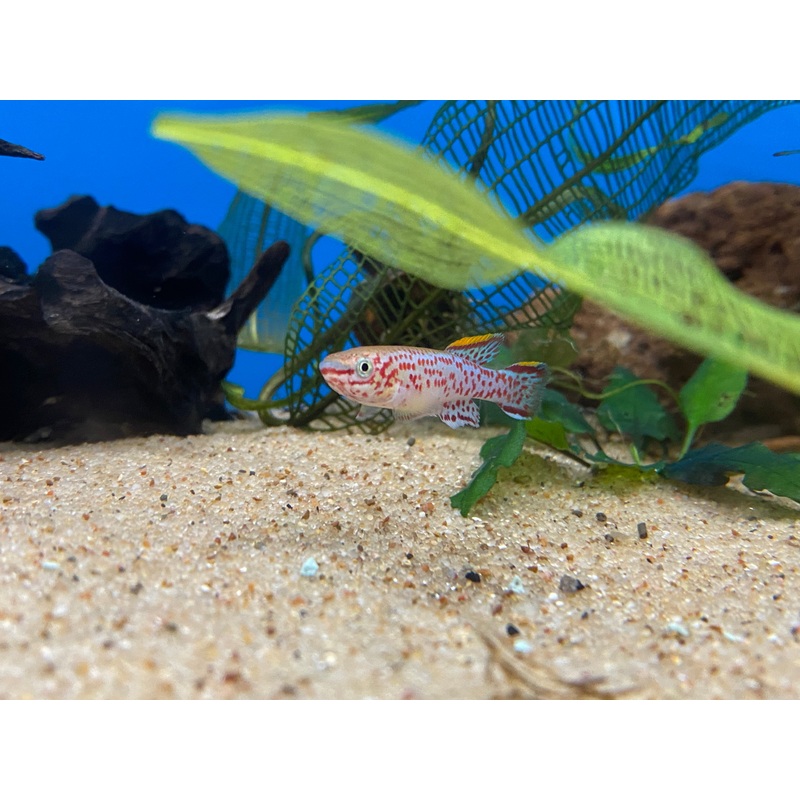 Gardneri Killifish