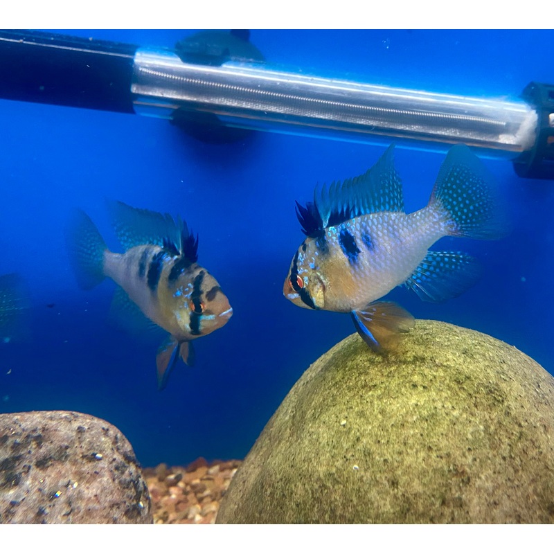 German Blue Ram XXL