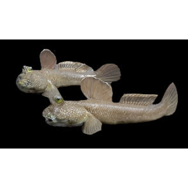 Giant Mudskipper (Periophthalmodon schlosseri)