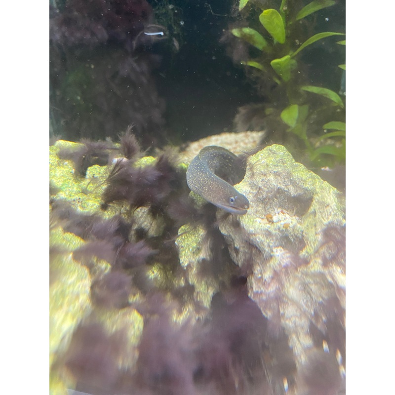 Gold-Spotted Moray Eel (no live arrival guarantee)
