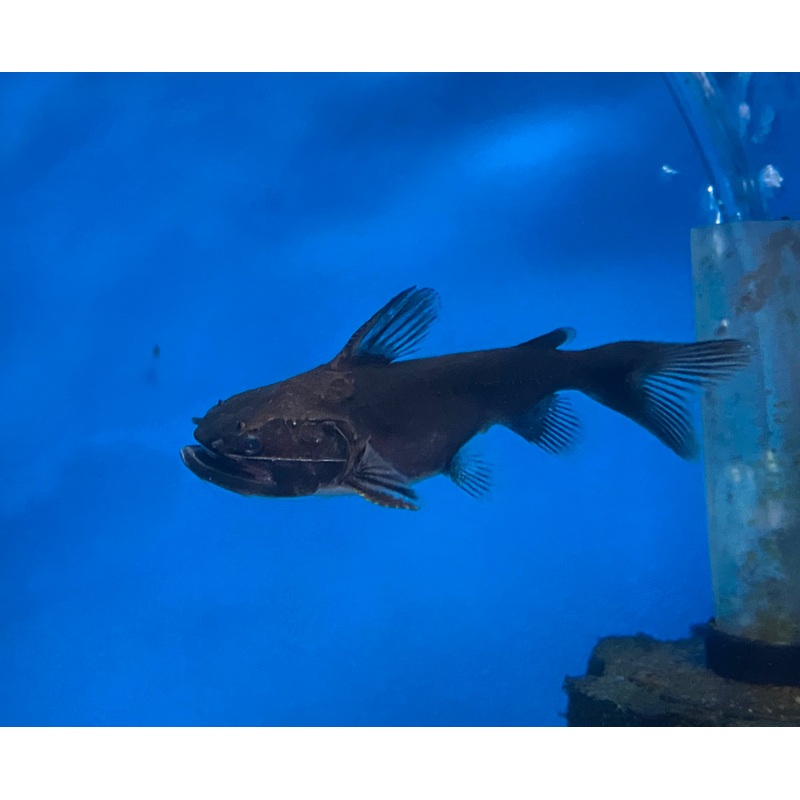 Gulper Catfish