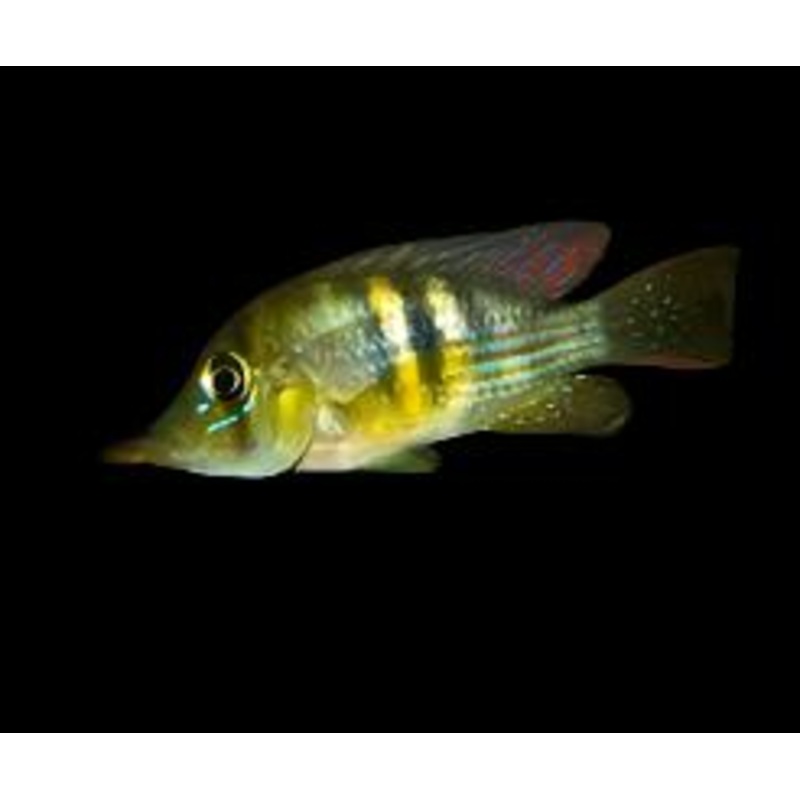 Gymnogeophagus terrapurpura