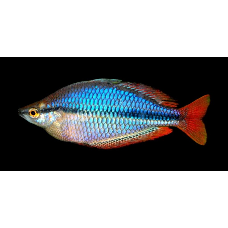 Habgood River Rainbowfish
