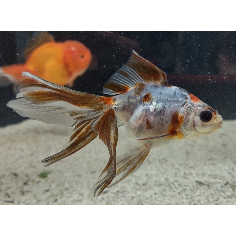Large Calico Ryukin Goldfish