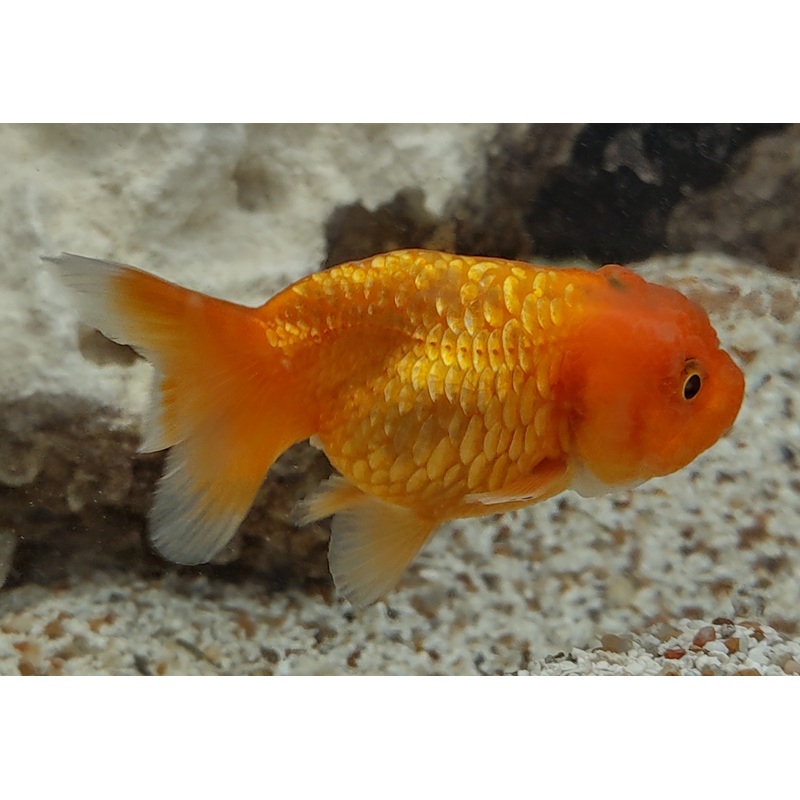 Lionhead Goldfish