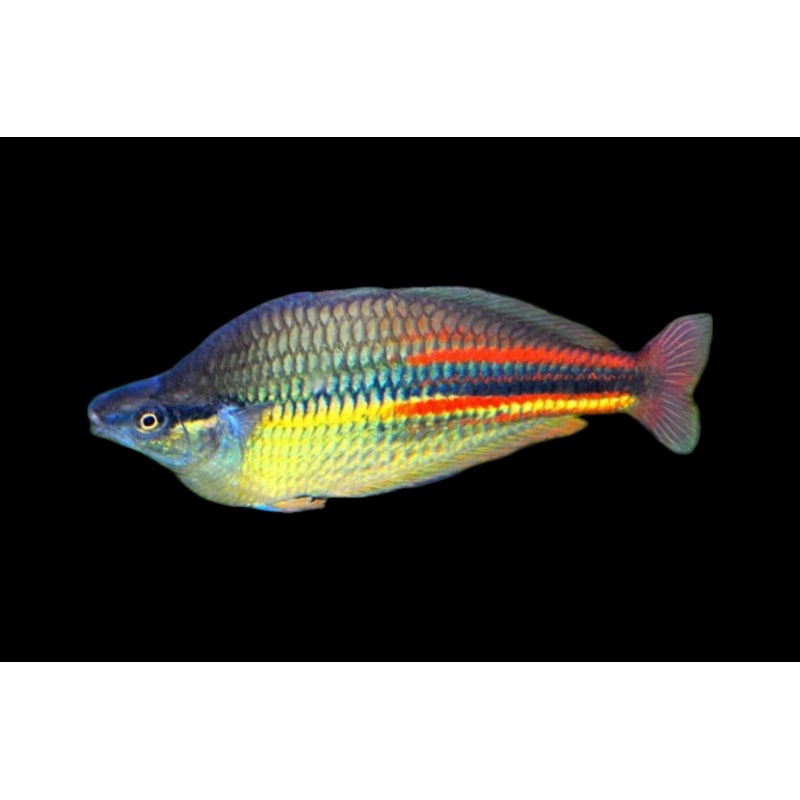 Melanotaenia affinis 'Pagwi'