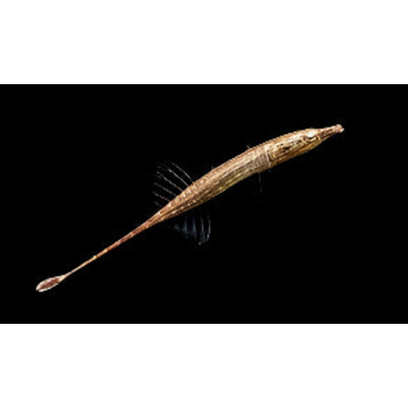 Paradox Fish / Armoured Stickleback