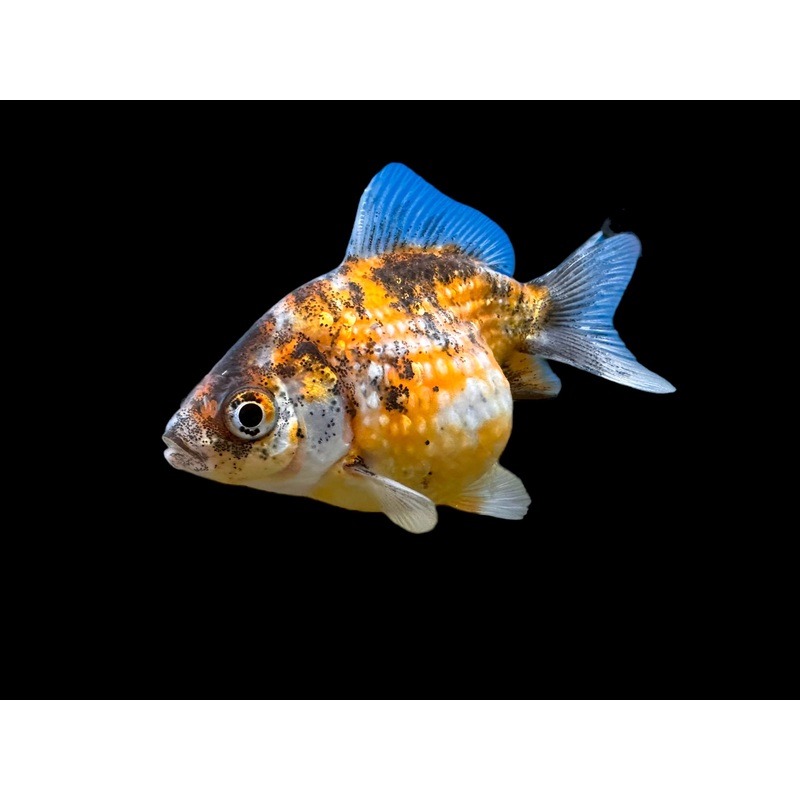 Pearlscale Goldfish