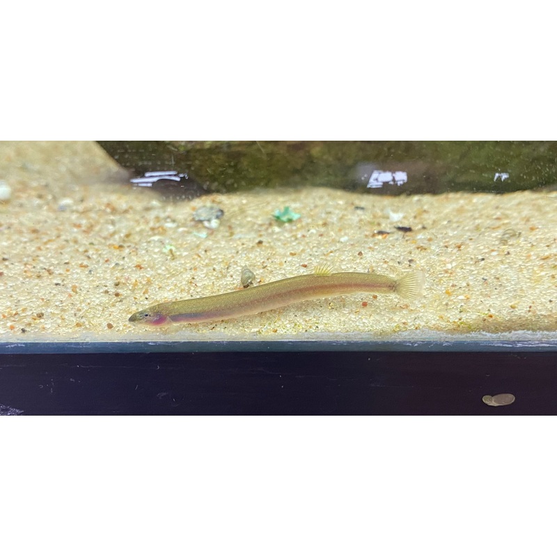 Peppered Kuhli Loach
