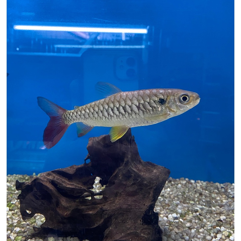 Pinktail Chalceus (Chalceus macrolepidotus)