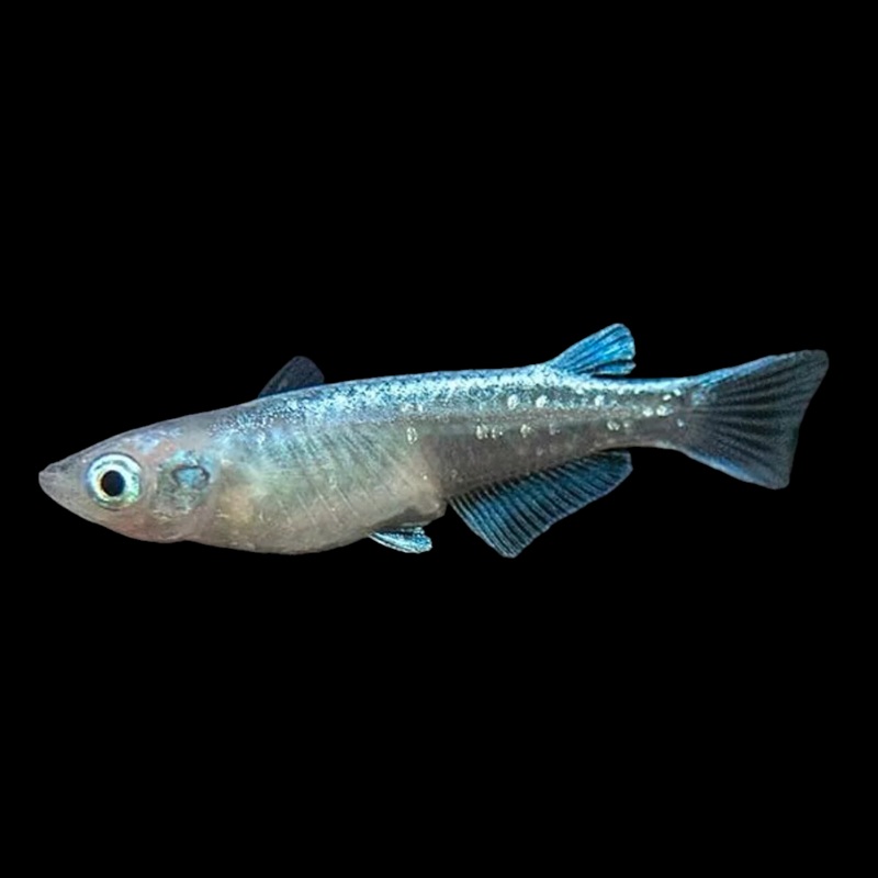 Platinum Japanese Ricefish/Medaka