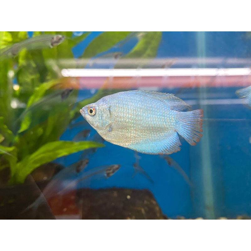 Powder Blue Dwarf Gourami (MALES)