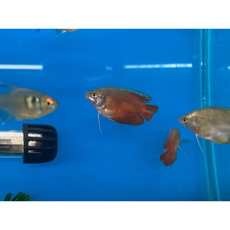 Red Dwarf Gourami