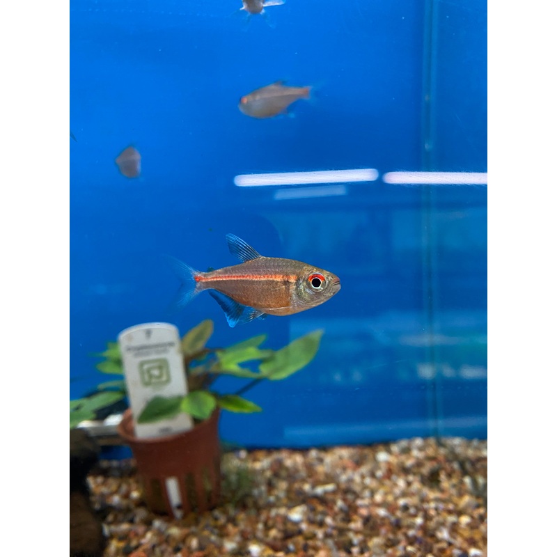 Red Laser Tetra