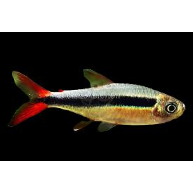 Red Tail Penguin tetra