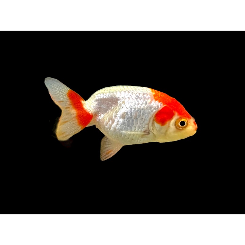 Red & White Ranchu Goldfish