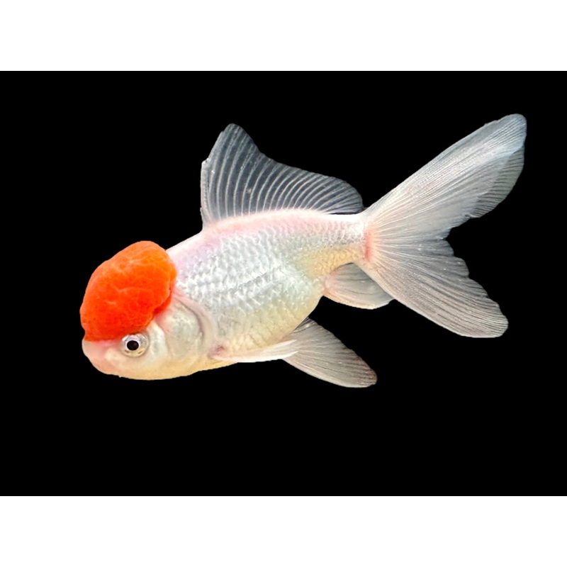 Redcap Oranda Goldfish