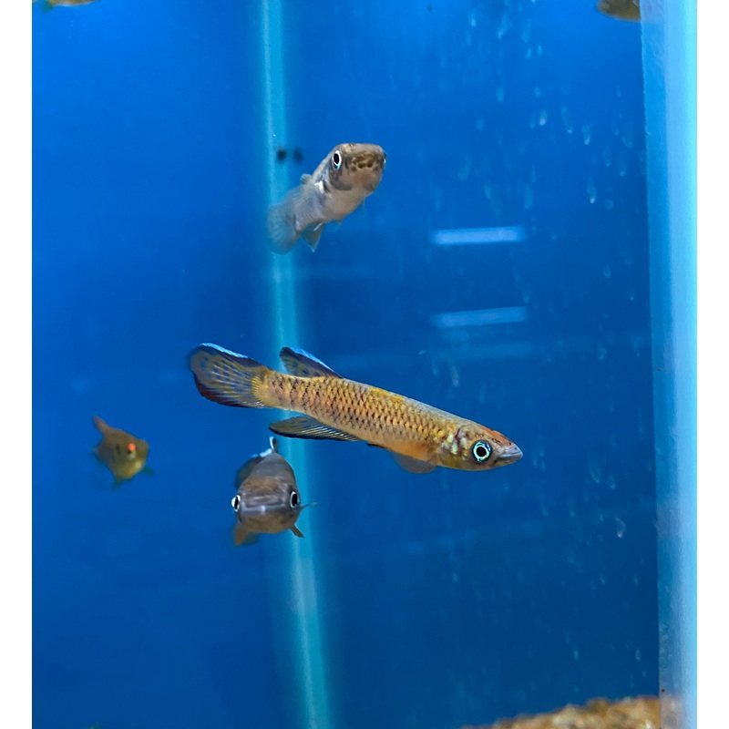 Roloff's Killifish