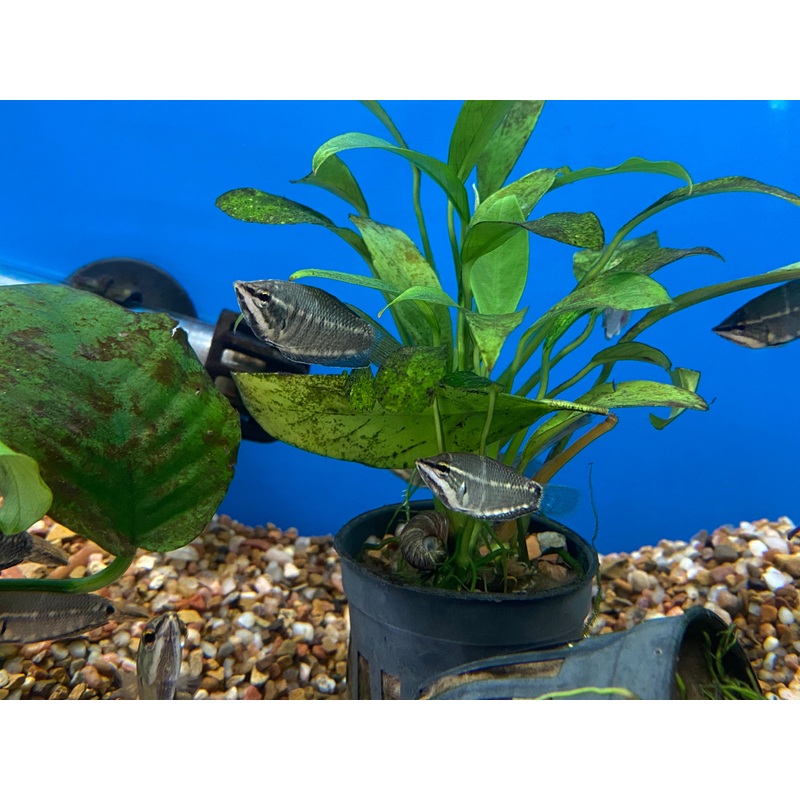 Samurai Gourami