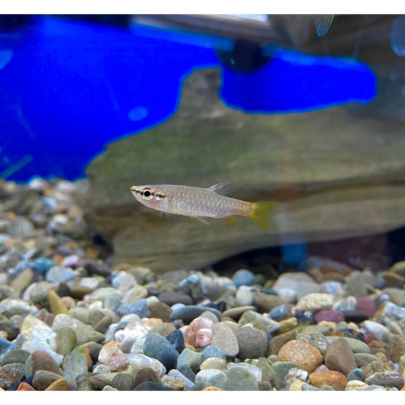 Splash Tetra