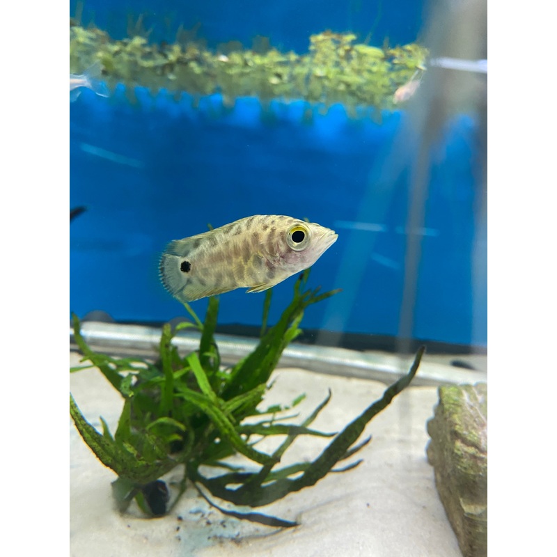 Spotted Ctenopoma