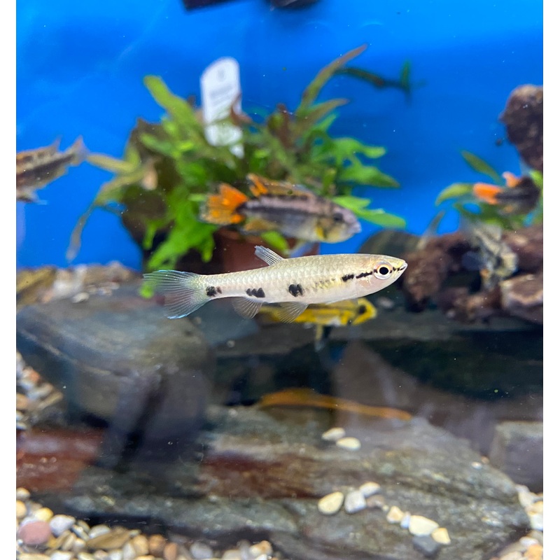 Spotted Splash Tetra