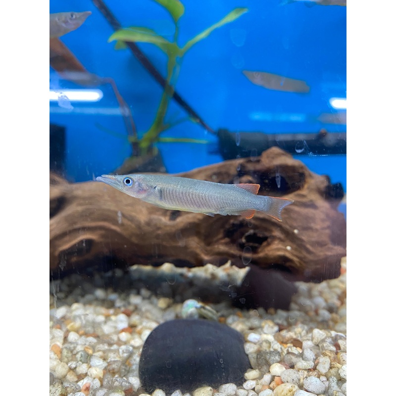 Sulawesi Red-Fin Halfbeak