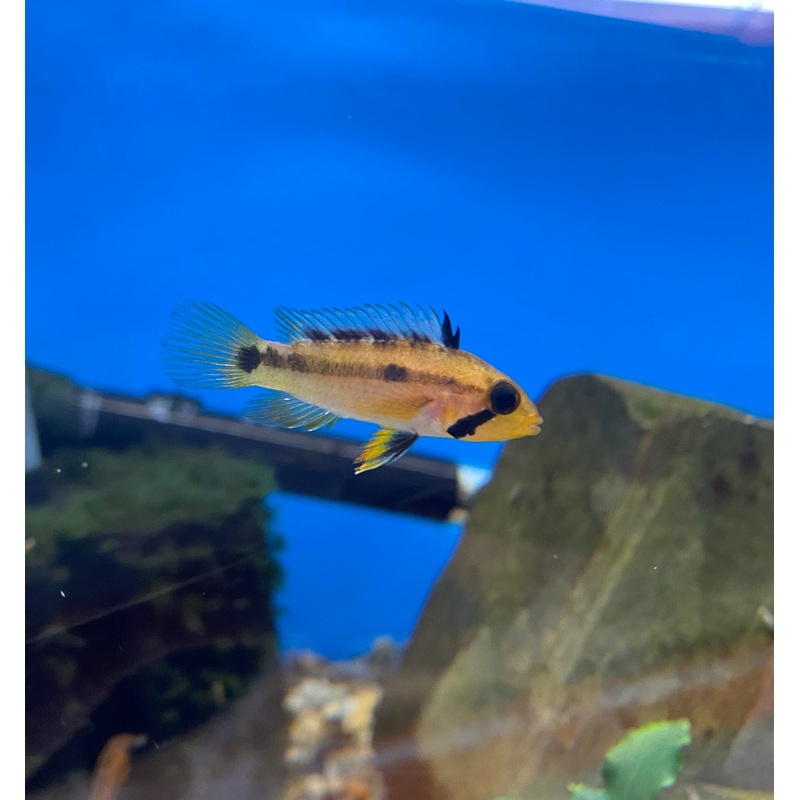 Sunset Apistogramma