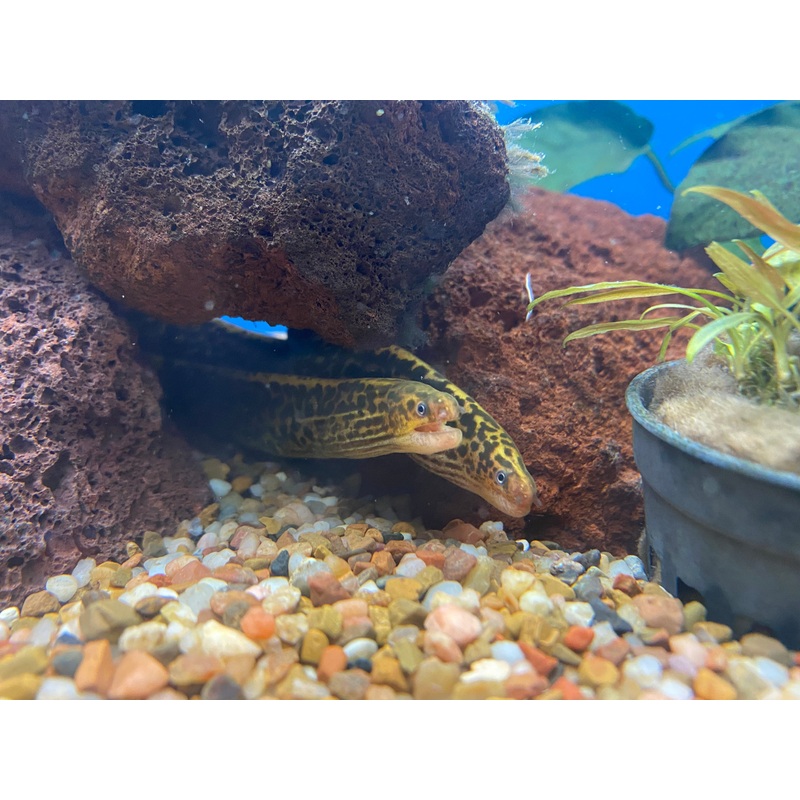TRUE Freshwater Tiger Moray Eel (No live arrival guarantee)