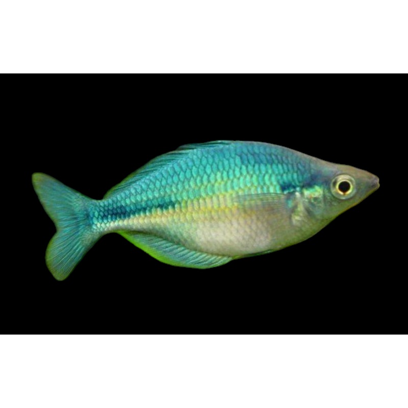 Turquoise Rainbow (Melanotaenia lacustris)