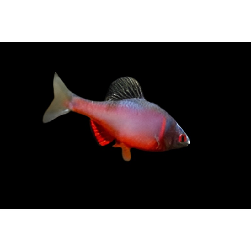 Volcano Bitterling (Males Only)