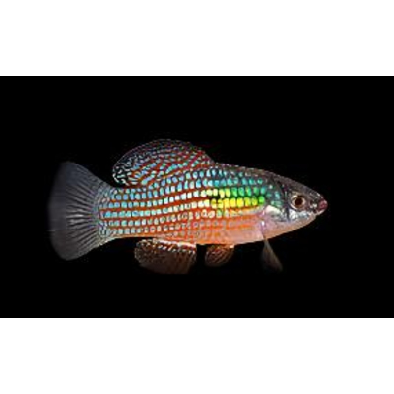 American Flagfish