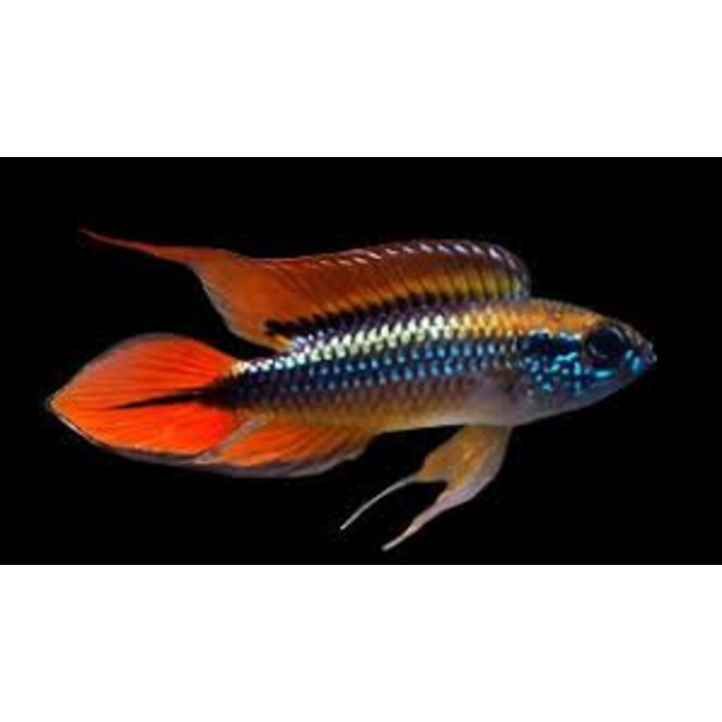 Apistogramma agassizii 'Double Red'