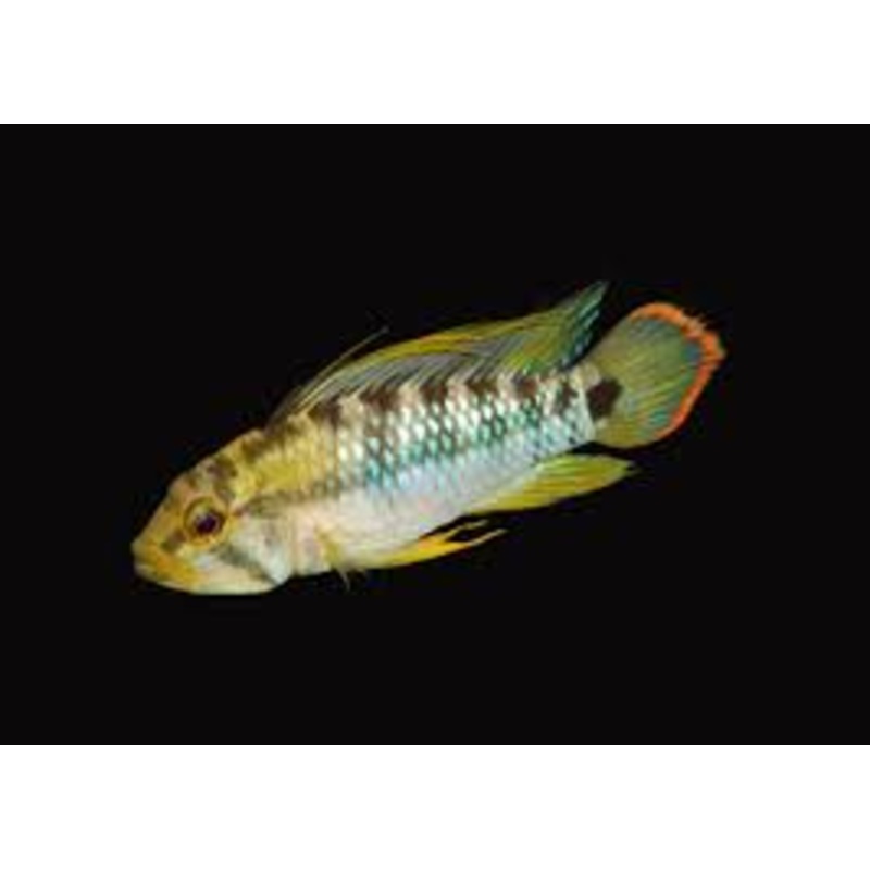 Apistogramma baenschi 'Inka'