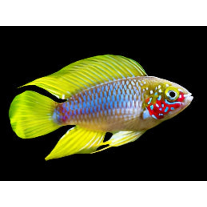 Apistogramma borellii
