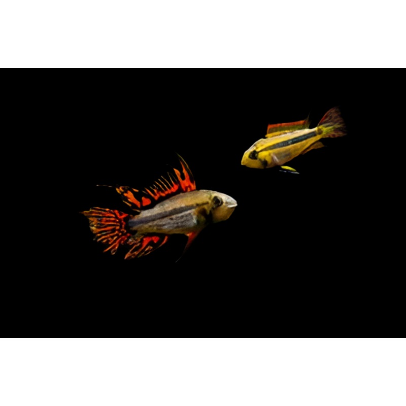 Apistogramma cacatuoides 'Double Red'