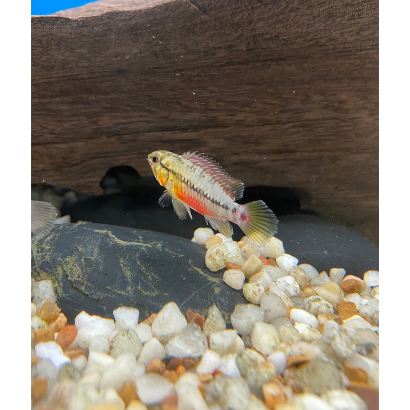 Apistogramma hongsloi 'Red-Gold I'