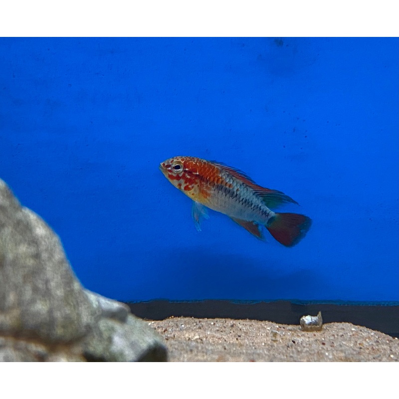 Apistogramma macmasteri 'Red Mask'