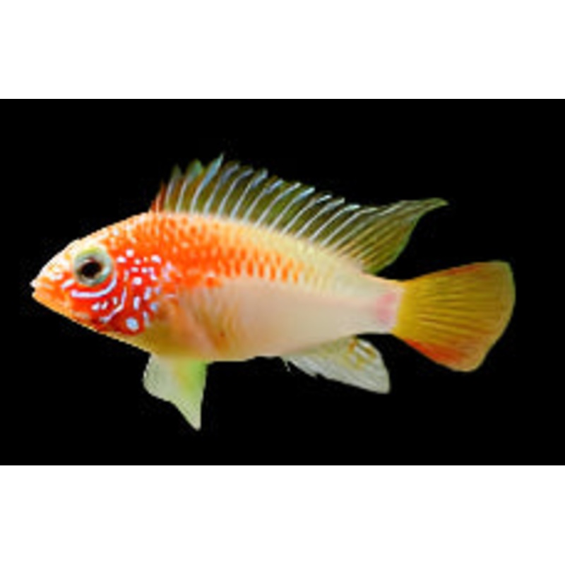 Apistogramma macmasteri 'Red Shoulder Gold'