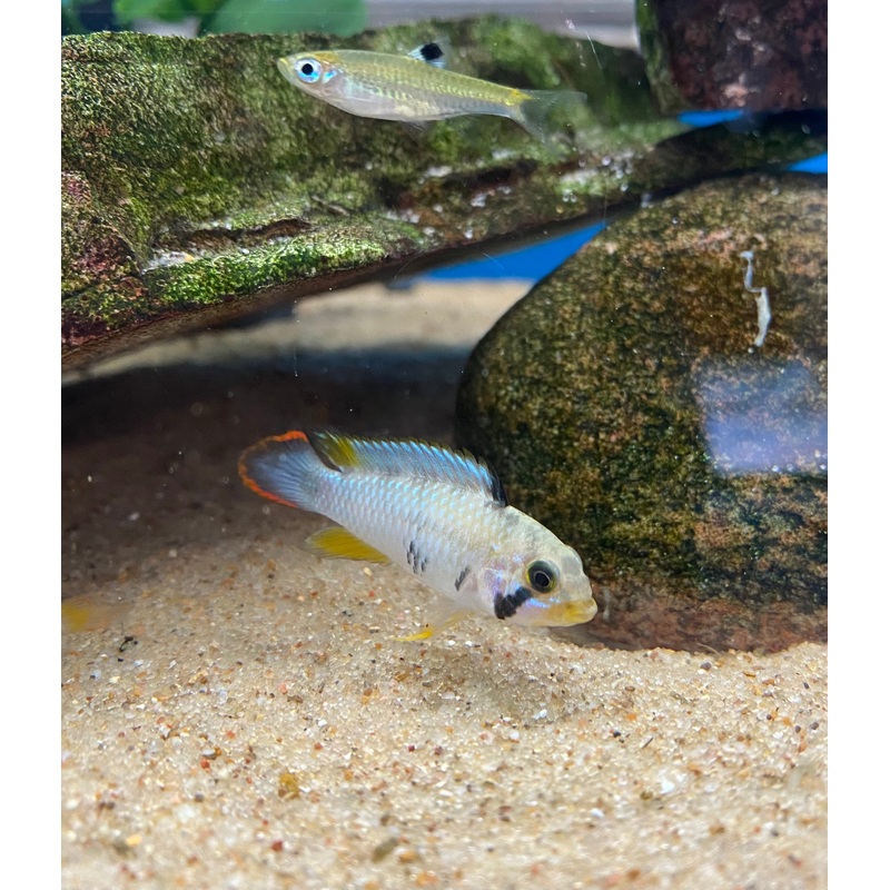Apistogramma panduro