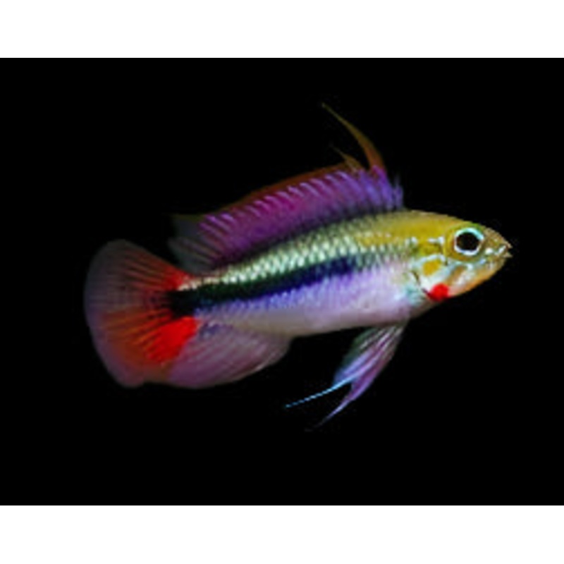 Apistogramma sp. Rio Mamore