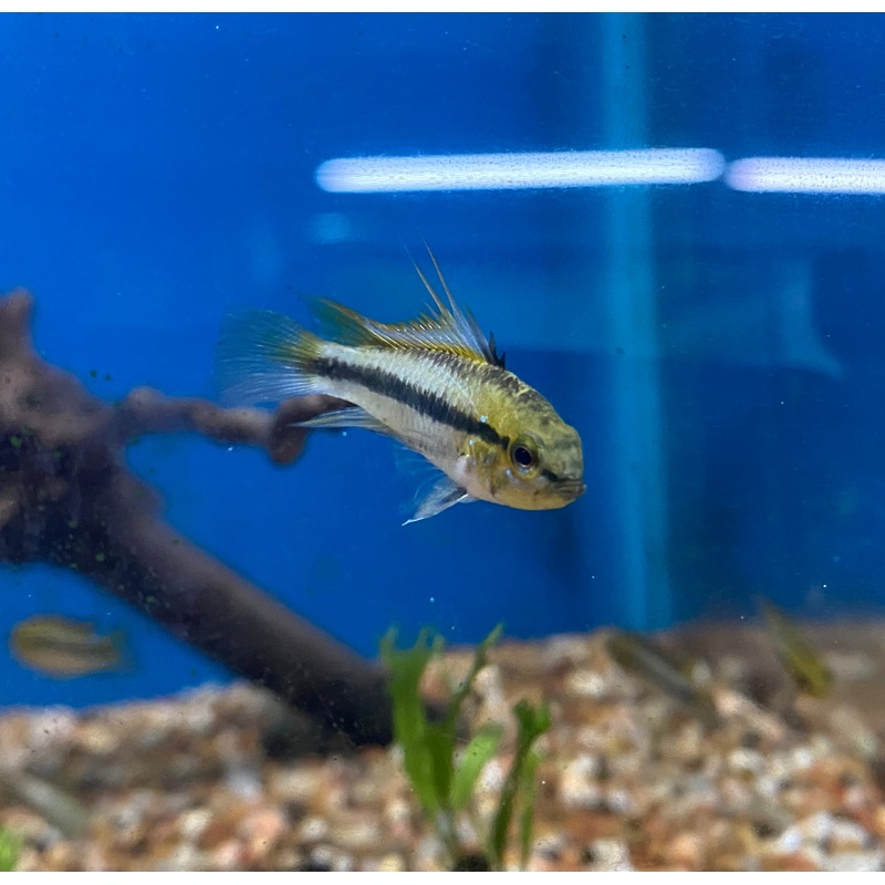 Apistogramma trifasciata